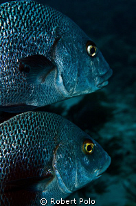 "Twins". D200, 60mm by Robert Polo 
